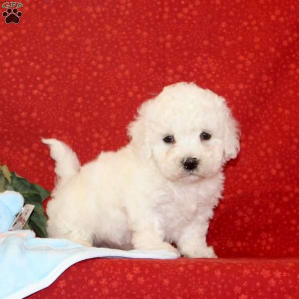 Walnut, Bichon Frise Puppy